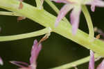 Osceola's plume <BR>Death camas <BR>Crow poison